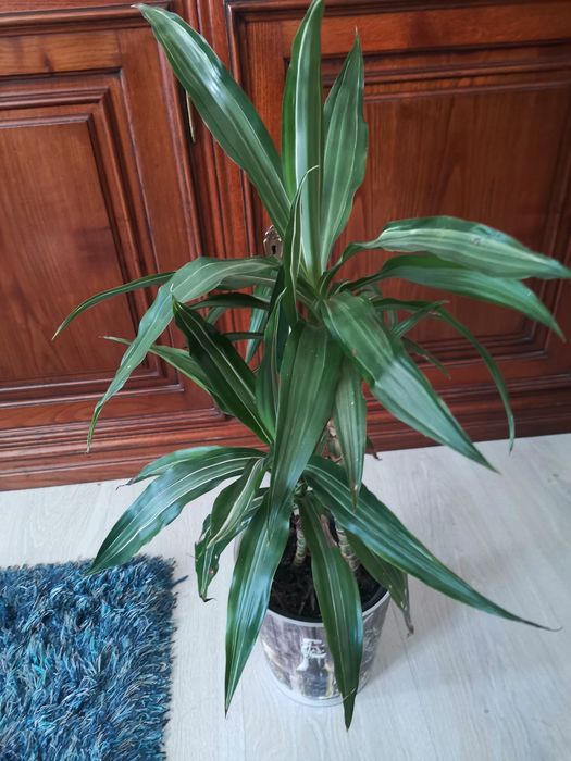 Planta viçosa Dracaena