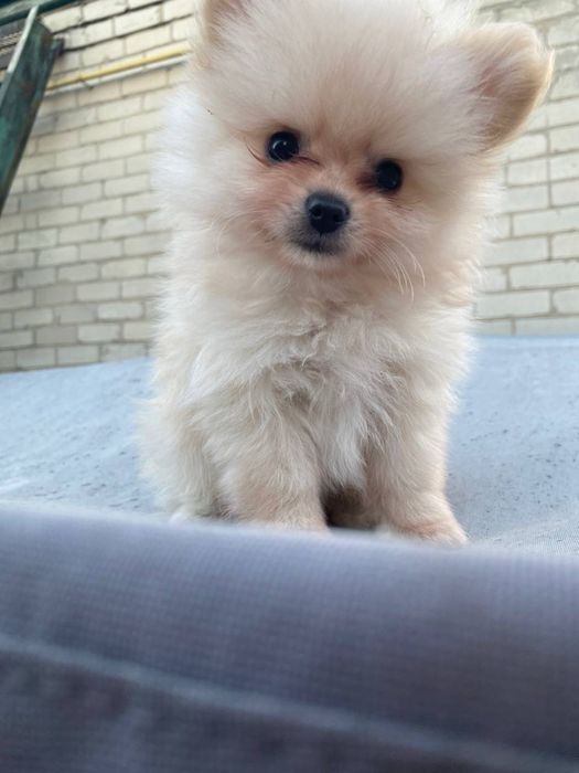 Продам щенков шпица