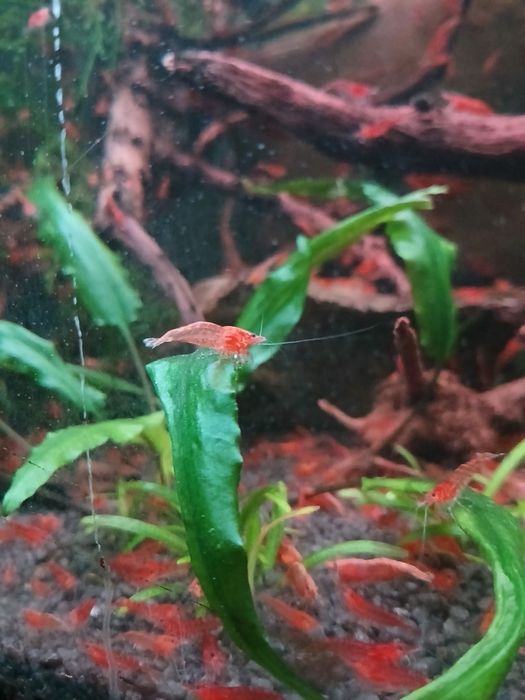 Krewetki Red Cherry