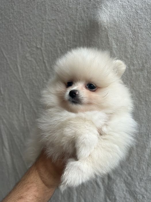 KOKOS szpic miniaturowy pomeranian samiec