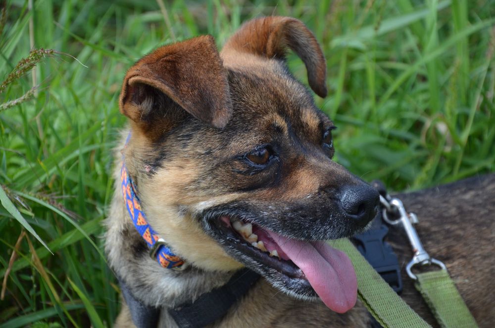 Sofia -mała, nieśmiała, zagubiona w schroniskowym hałasie  - adopcja.