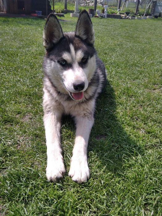 В'язка  Хаскі!!!