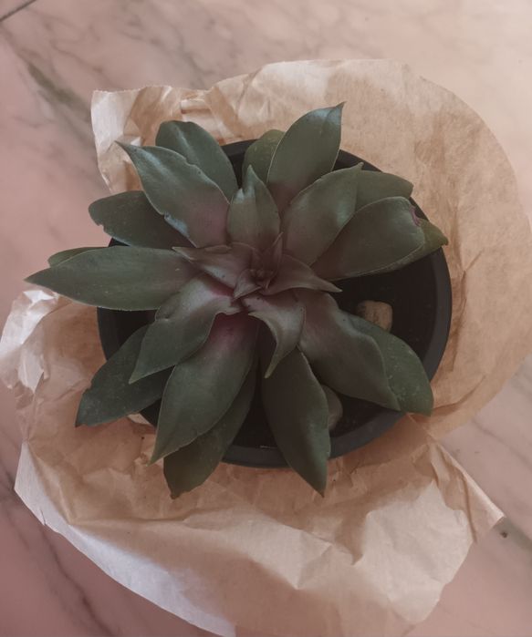 Suculentas primaveris
