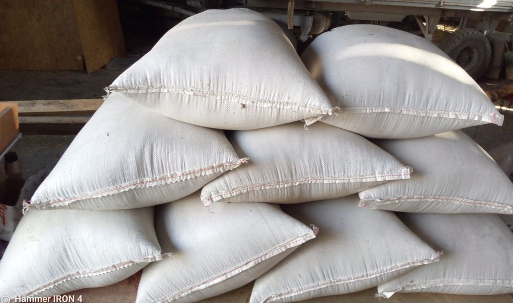 Facelia błękitna 2025