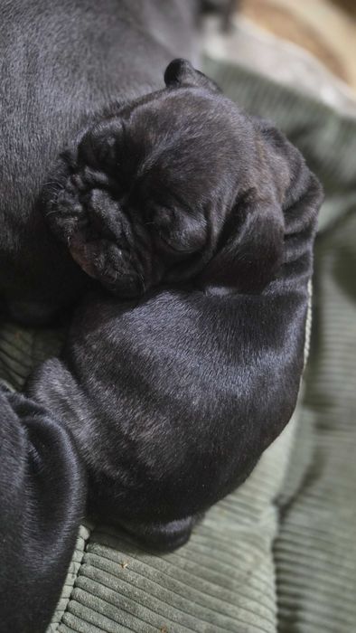 Французкий бульдог