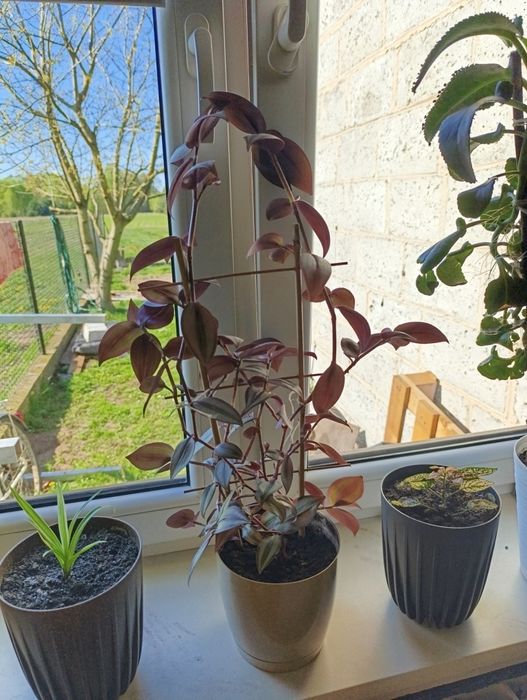 Trzykrotka Pasiatka zwisła