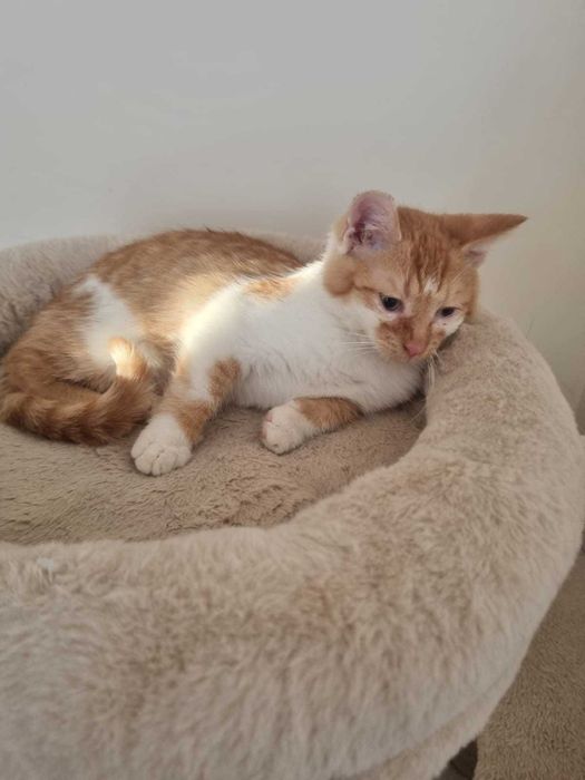 4-miesięczny Milko szuka odpowiedzialnego domu