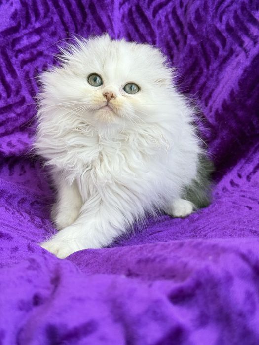 Femea scottish fold