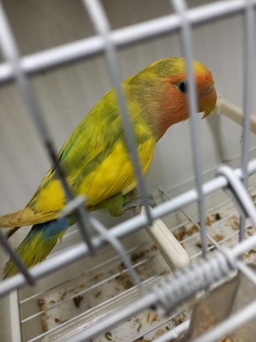 Agapornis  roseicollisn