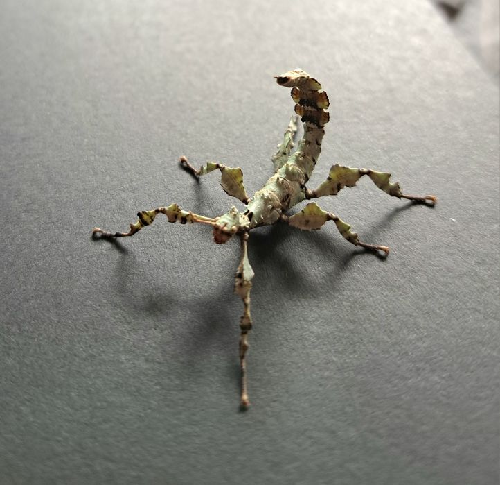 Straszyk australijski / Extatosoma tiaratum