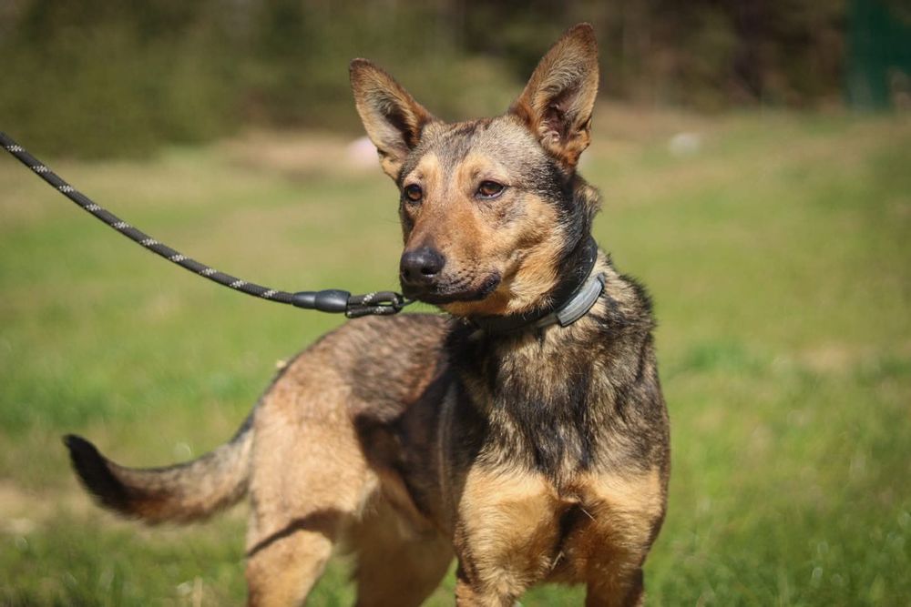 Młody Alfa szuka domu / do adopcji