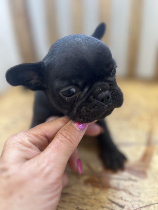 Bulldog frances top  preta femea