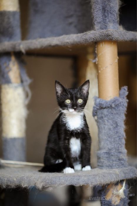 Батик 4 мес, черно белое чудо, белая манишка котик