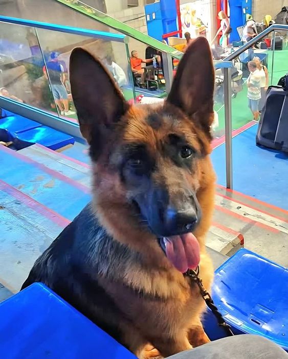 Macho de Cão de Pastor Alemão Pêlo Comprido