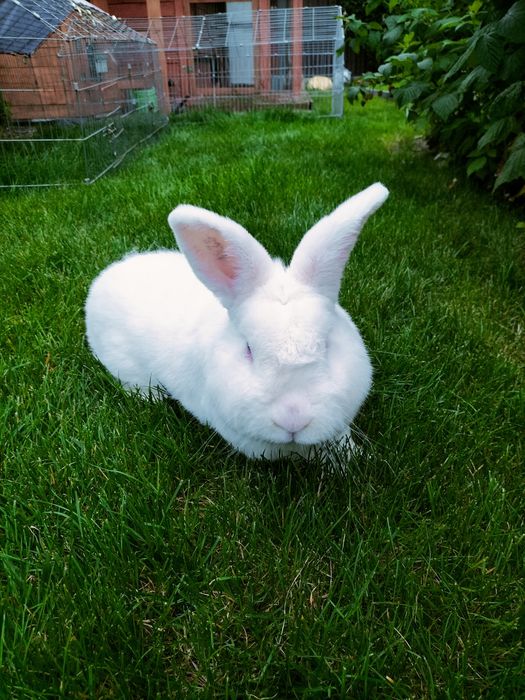 Nowozelandzki Biały samiec rodowód