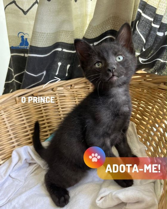 15 gatinhos a procura de uma familia