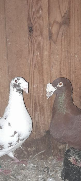 Sprzedam gołębie rzeszowskie