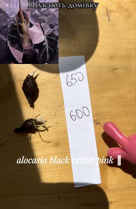 alocasia black velvet pink var алоказія блек вельвет пінк