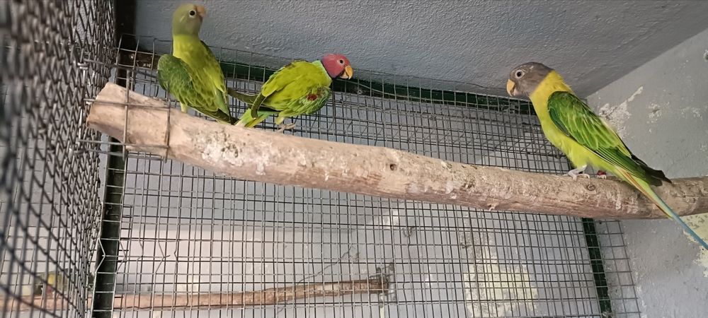 cabeças ameixa opalinos 2026 casal