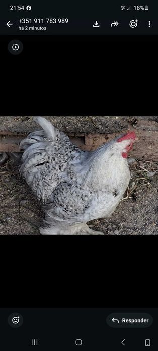 Vendo Galinhas de Pekin mutacoes