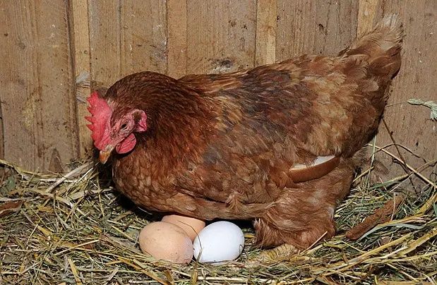 Сіно сено солома в тюках, в мешках с доставкой по нп.