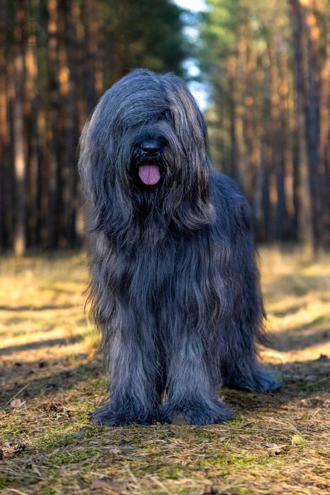 Owczarek francuski briard z Hodowli Roku 2025! czarny piesek