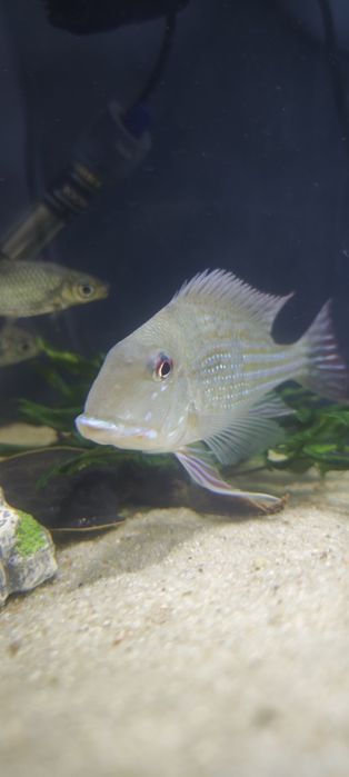 Geophagus surinamensis