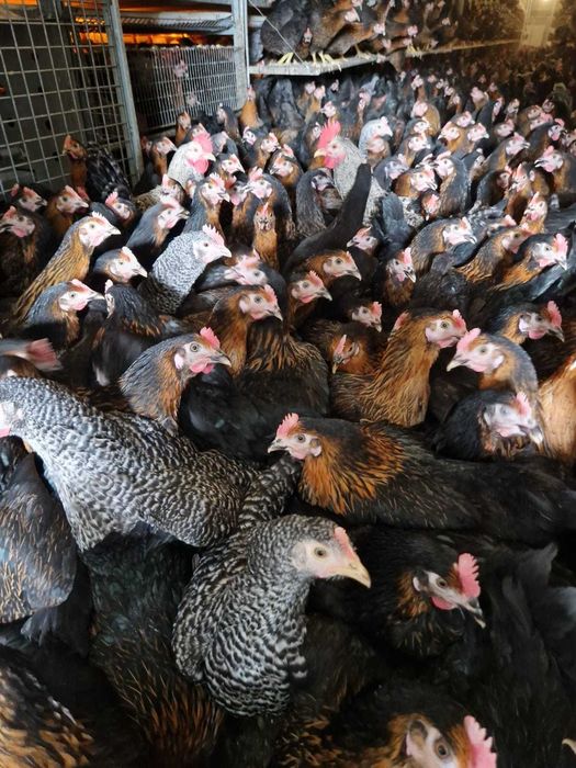 Kury NIOSKI z wolnego wybiegu ! Rossa Leghorn Messa Dominant !