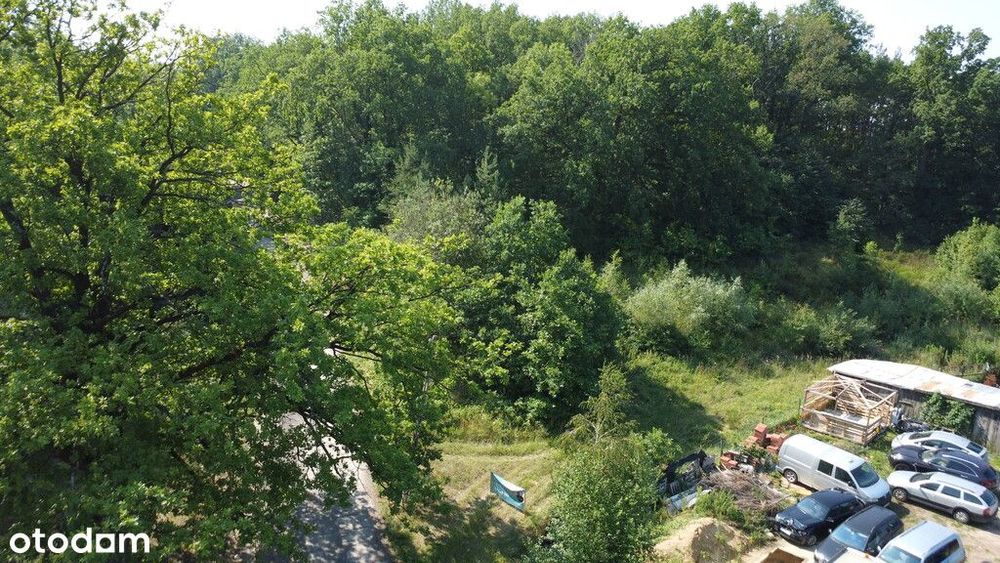 Myślisz, że 60 zł/m2 za las to oszustwo?