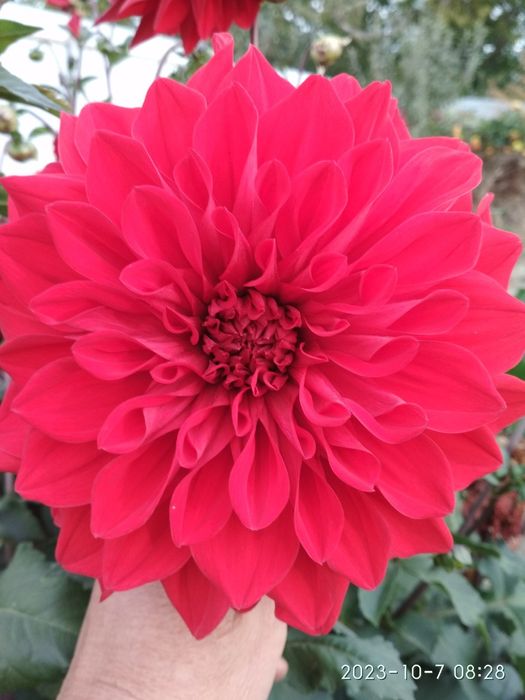 Продам георгіни/жоржини