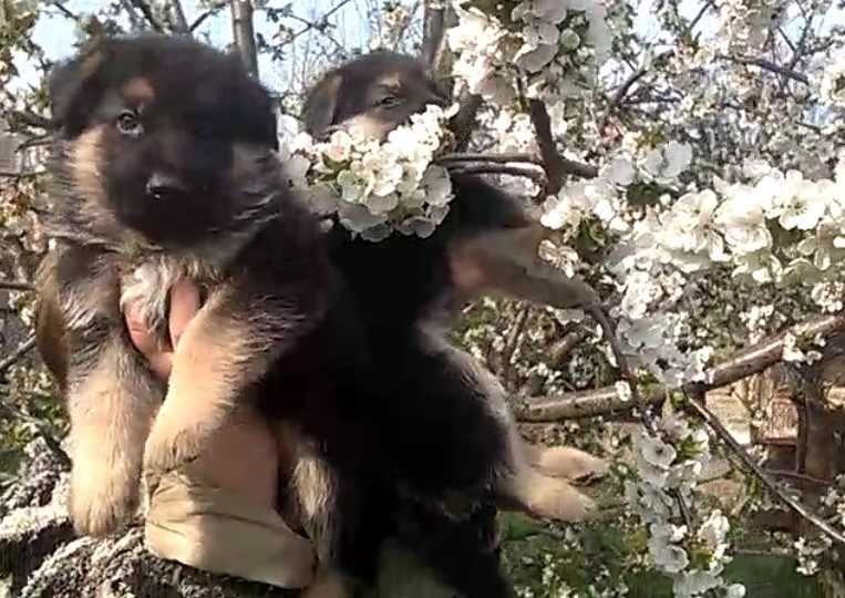 Щенки немецкой овчарки .Открыта бронь.