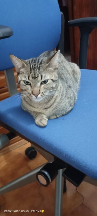 Gatinha dócil para adoção responsável