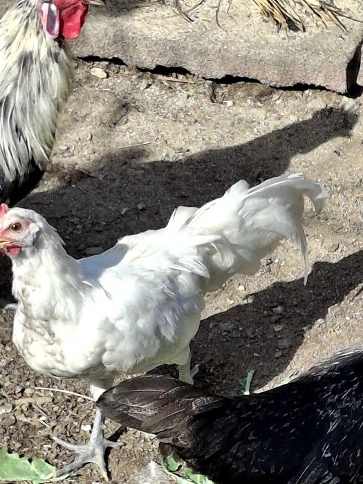 Fenix jovens para venda