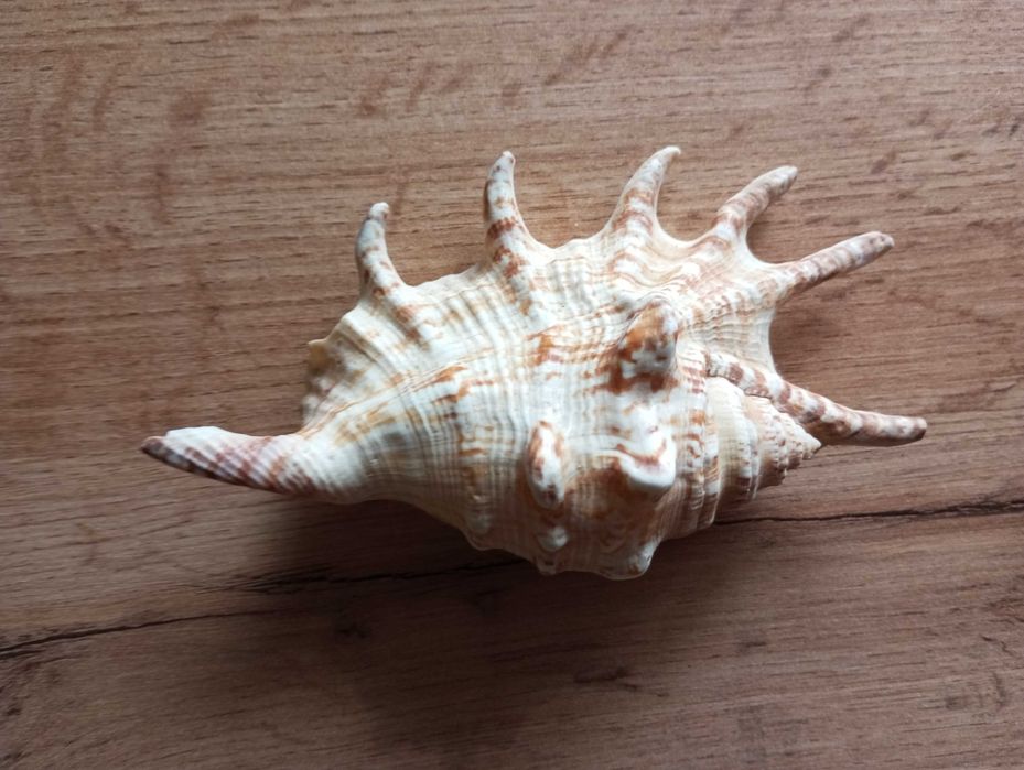 Мушля ракушка Лямбис