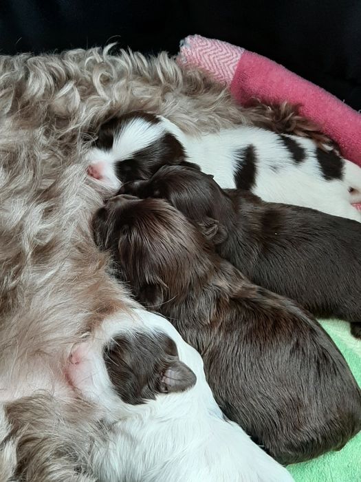 Hawańczyk śliczne rodowodowe szczeniaczki