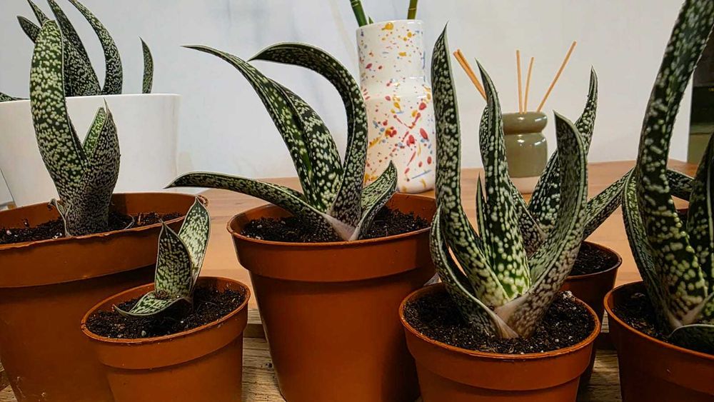 Gasteria (vários tamanhos)