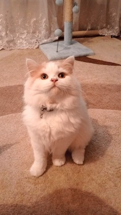 Продам шотландского кота