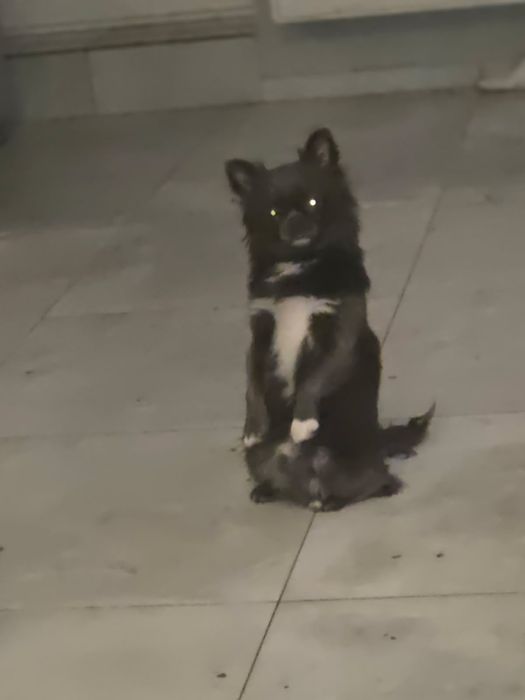 Piekny niebieski chłopczyk Zarezerwowany