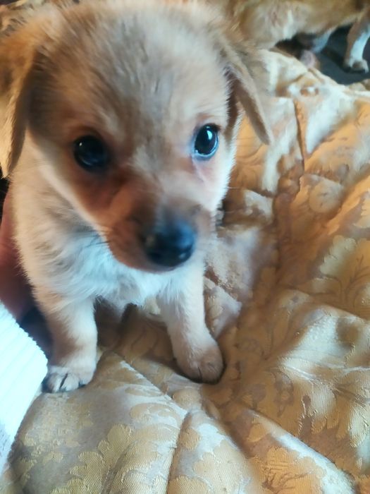 Щенок метис в добрые руки