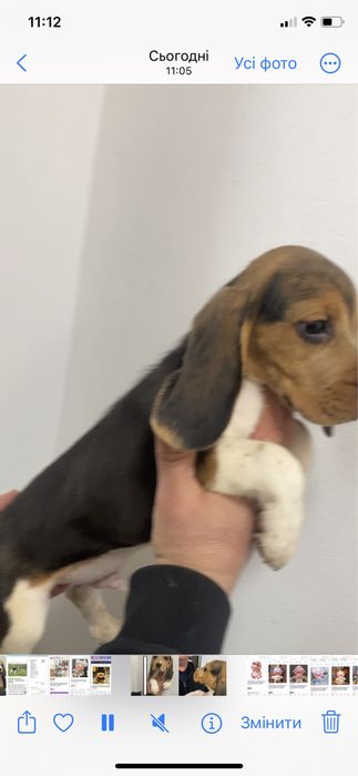 Сладкі вушастики