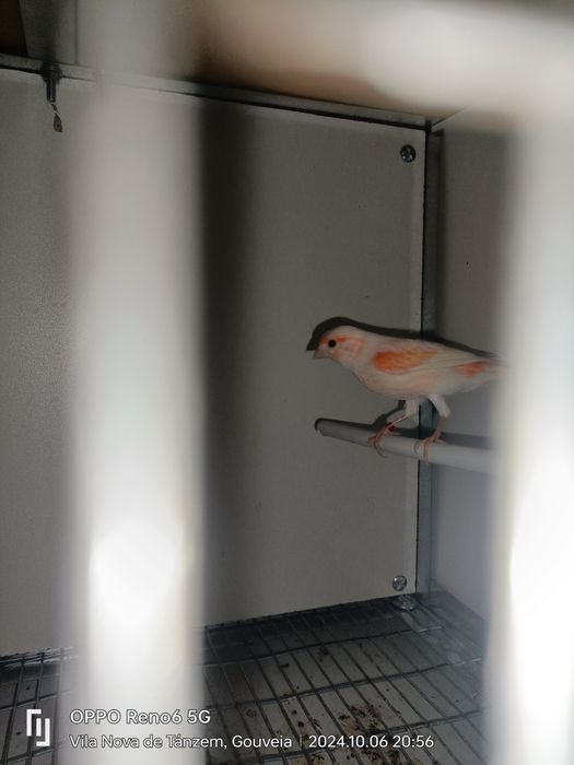 Canários Arlequim Português