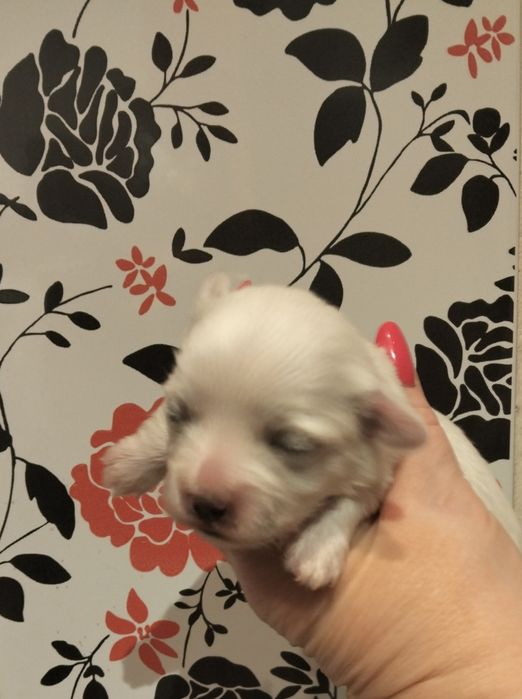 Sprzedam piękne białe maltańczyki suczki