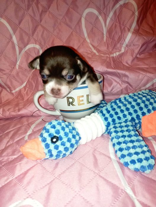 Piesek Chihuahua krótkowłosy