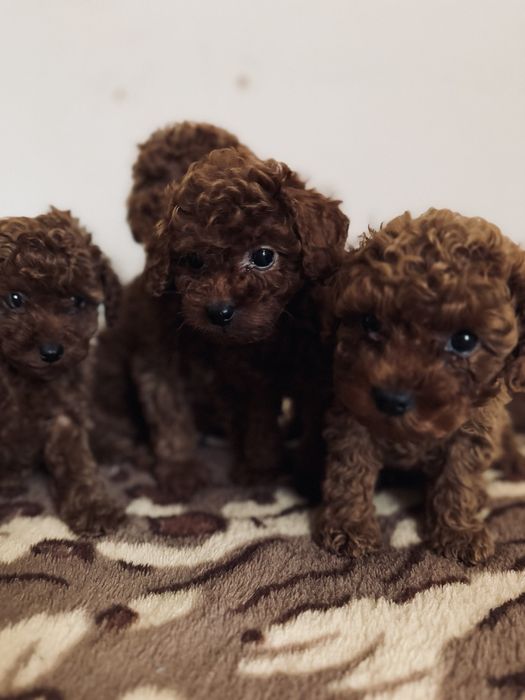 Шикарные малыши той пудель