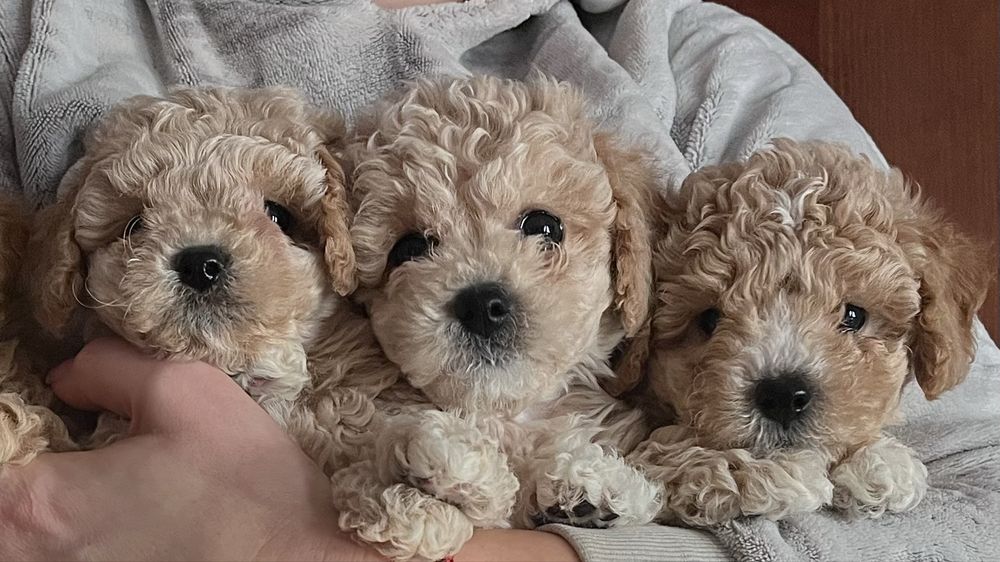 Хлопчики мальтіпушонки