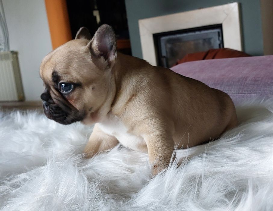 Bulldog francês menina