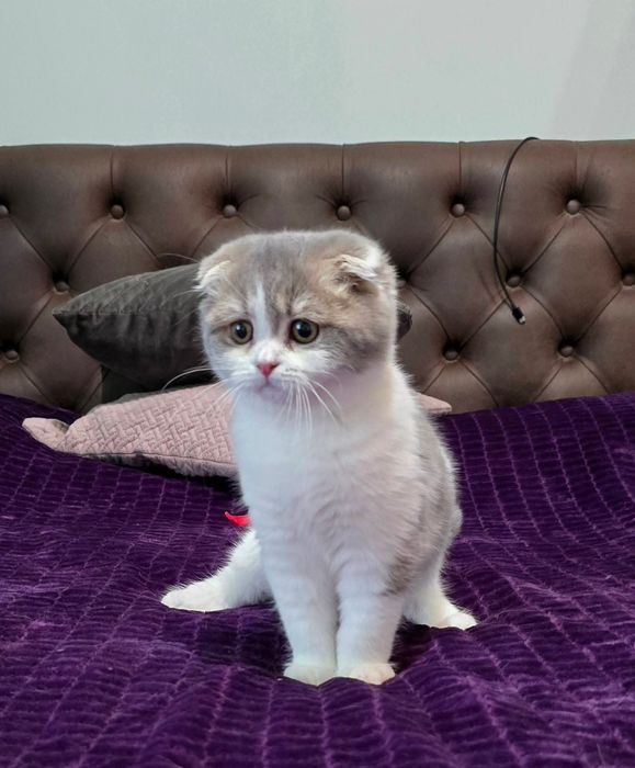 Шотландский вислоухий котёнок девочка