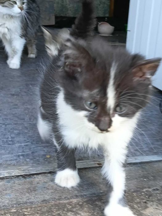 Котята бесплатно