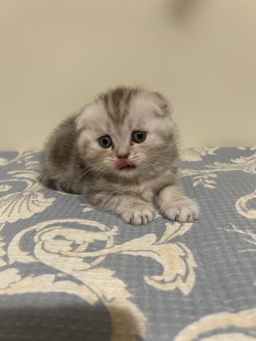 Шотландські котики кошенятя котята
