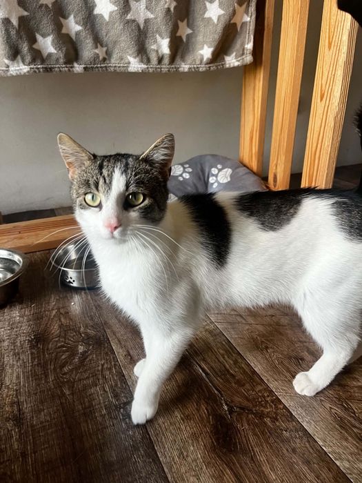Maciuś kot do adopcji